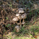 A bunch of mushrooms among grass A bunch of mushrooms among grass - PhotoDune Item for Sale