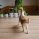 A cat walks around the living room with plants. A cat walks around the living room with plants. - PhotoDune Item for Sale