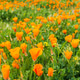Field of California Poppies Field of California Poppies - PhotoDune Item for Sale