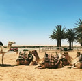 Camels waiting to start a Camel Dune tour Camels waiting to start a Camel Dune tour - PhotoDune Item for Sale