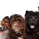 seven dog portrait isolated on white background seven dog portrait isolated on white background - PhotoDune Item for Sale