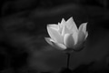 White lotus blooming in the pond White lotus blooming in the pond - PhotoDune Item for Sale