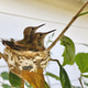 Two baby hummingbirds in the nest waiting for food Two baby hummingbirds in the nest waiting for food - PhotoDune Item for Sale