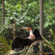 Great black cormorant bird in the morning sitting on branch of green palm tree looking sideways with Great black cormorant bird in the morning sitting on branch of green palm tree looking sideways with - PhotoDune Item for Sale