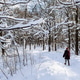 walking on pathway in snowy forest of city park walking on pathway in snowy forest of city park - PhotoDune Item for Sale