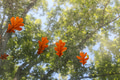 Falling leaves on a skylight window with trees in background viewed from below during Fall time Falling leaves on a skylight window with trees in background viewed from below during Fall time - PhotoDune Item for Sale