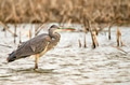 Grey Heron or Ardea cinerea stands in river Grey Heron or Ardea cinerea stands in river - PhotoDune Item for Sale