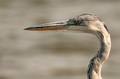 Closeup portrait of grey heron or Ardea cinerea stands in river Closeup portrait of grey heron or Ardea cinerea stands in river - PhotoDune Item for Sale