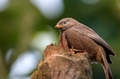 Yellow-billed babbler or Argya affinis perches on a tree Yellow-billed babbler or Argya affinis perches on a tree - PhotoDune Item for Sale