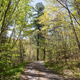Road Through the Tranquil Woods Road Through the Tranquil Woods - PhotoDune Item for Sale