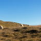 Sheep in the mountains of Iceland Sheep in the mountains of Iceland - PhotoDune Item for Sale