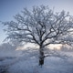 Large Frost Covered Oak Tree at Winter Sunrise in Open Latvian Field Large Frost Covered Oak Tree at Winter Sunrise in Open Latvian Field - PhotoDune Item for Sale