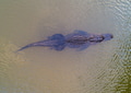 Aerial view of an American Alligator Aerial view of an American Alligator - PhotoDune Item for Sale