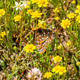 Bay Checkerspot butterfly on a wildflower Bay Checkerspot butterfly on a wildflower - PhotoDune Item for Sale
