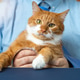 A charming ginger domestic cat being held by a businessman. A charismatic pet A charming ginger domestic cat being held by a businessman. A charismatic pet - PhotoDune Item for Sale