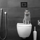 Cute cat sitting on toilet bowl Cute cat sitting on toilet bowl - PhotoDune Item for Sale