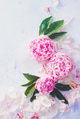 Minimal styled flatlay with peony flowers, petals and leaves on a pastel background with copy space Minimal styled flatlay with peony flowers, petals and leaves on a pastel background with copy space - PhotoDune Item for Sale