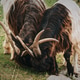 Goats with Long Horns Displaying Unique Patterns Outdoors Goats with Long Horns Displaying Unique Patterns Outdoors - PhotoDune Item for Sale