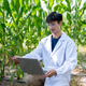 Asian agricultural researcher man holding and looking on laptop while crouching working in crop farm Asian agricultural researcher man holding and looking on laptop while crouching working in crop farm - PhotoDune Item for Sale