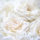 Flower white macroclose up beautiful flowers Flower white macroclose up beautiful flowers - PhotoDune Item for Sale