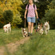 woman walks pack of dogs on leashes in a park. dog sitter, dog handler, trains pets. woman walks pack of dogs on leashes in a park. dog sitter, dog handler, trains pets. - PhotoDune Item for Sale
