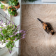 Relaxed cat lying on jute rug at home top view. Calico cat rest on floor surrounded by potted plants Relaxed cat lying on jute rug at home top view. Calico cat rest on floor surrounded by potted plants - PhotoDune Item for Sale