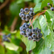 Ivy Hedera Helix Linne. Hedera helix (common, English ivy, European ivy) Ivy Hedera Helix Linne. Hedera helix (common, English ivy, European ivy) - PhotoDune Item for Sale