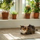 Calm cat with loaf position sits on jute rug at home. Cute kitty rest on floor surrounded by plants Calm cat with loaf position sits on jute rug at home. Cute kitty rest on floor surrounded by plants - PhotoDune Item for Sale