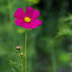A close-up of a light pink Cosmos bipinnatus flower blooming in a summer garden A close-up of a light pink Cosmos bipinnatus flower blooming in a summer garden - PhotoDune Item for Sale