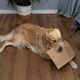 Golden retriever dog playing with cardboard toy at home Golden retriever dog playing with cardboard toy at home - PhotoDune Item for Sale