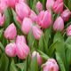 Pink tulips Pink tulips - PhotoDune Item for Sale