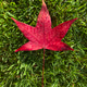 Maple Leaf - Autumn's Signature Maple Leaf - Autumn's Signature - PhotoDune Item for Sale