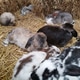 Many different and cute rabbits Many different and cute rabbits - PhotoDune Item for Sale