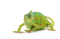 Veiled Chameleon isolated on white background Veiled Chameleon isolated on white background - PhotoDune Item for Sale