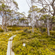 Moorland Mosaic Walk in Mt Field National Park Tasmania Australia Moorland Mosaic Walk in Mt Field National Park Tasmania Australia - PhotoDune Item for Sale