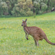 Western Grey Kangaroo Western Grey Kangaroo - PhotoDune Item for Sale