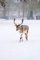Fallow stag deer with antlers walking in the local park during a snow storm Fallow stag deer with antlers walking in the local park during a snow storm - PhotoDune Item for Sale
