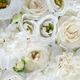 Flower white macroclose up beautiful flowers Flower white macroclose up beautiful flowers - PhotoDune Item for Sale