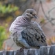 Mourning Dove sitting on a fence puffed up during mating season Mourning Dove sitting on a fence puffed up during mating season - PhotoDune Item for Sale