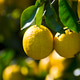 Ripe Yellow Lemons Hanging on Tree with Green Leaves in Natural Sunlight Ripe Yellow Lemons Hanging on Tree with Green Leaves in Natural Sunlight - PhotoDune Item for Sale