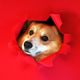 Curious corgi dog peeks through a ripped hole in red paper background. Ideal for creative projects. Curious corgi dog peeks through a ripped hole in red paper background. Ideal for creative projects. - PhotoDune Item for Sale