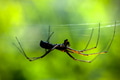 Spider on the web, spider building a web Spider on the web, spider building a web - PhotoDune Item for Sale