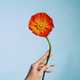 Hand holding vibrant orange poppy flower against a blue background Hand holding vibrant orange poppy flower against a blue background - PhotoDune Item for Sale