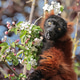 Red ruffed lemur (Varecia rubra) sitting on blooming tree Red ruffed lemur (Varecia rubra) sitting on blooming tree - PhotoDune Item for Sale
