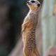Meerkat suricate standing upright on mound Meerkat suricate standing upright on mound - PhotoDune Item for Sale