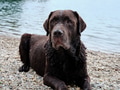 Portrait of a labrador retriever lying on pebbles on the shore of a lake Portrait of a labrador retriever lying on pebbles on the shore of a lake - PhotoDune Item for Sale