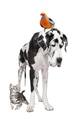 Group of pets : dog, bird, cat Group of pets : dog, bird, cat - PhotoDune Item for Sale