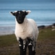 Baby Sheep at the Beach Baby Sheep at the Beach - PhotoDune Item for Sale