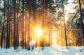 Beautiful Sunset Sunrise Sunshine In Sunny Winter Snowy Conifero Beautiful Sunset Sunrise Sunshine In Sunny Winter Snowy Conifero - PhotoDune Item for Sale