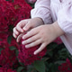 Little girl gently touches the velvety petals of red hydrangeas. Bond between childhood and nature. Little girl gently touches the velvety petals of red hydrangeas. Bond between childhood and nature. - PhotoDune Item for Sale